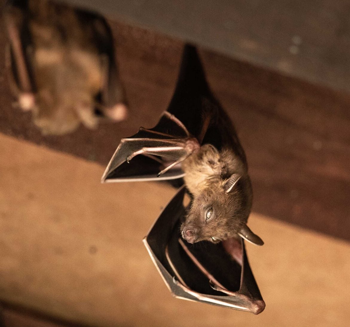 Expert bat removal services for a safe and humane solution in Wilmington